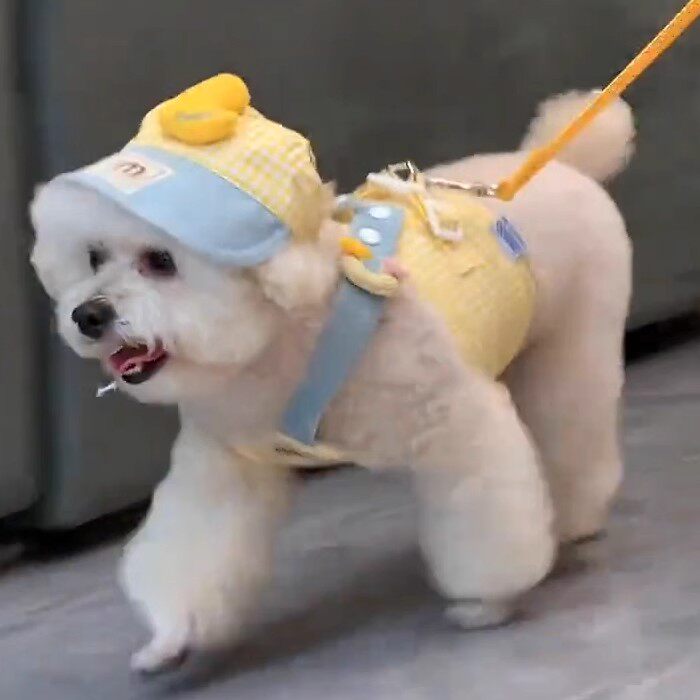 狗狗衣服夏季薄款胸背牵引绳套装泰迪小型犬夏日外出防晒可爱马甲