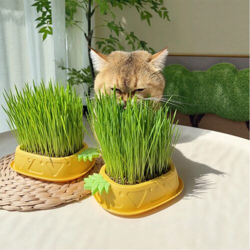 阿莫尔猫草种子化毛零食