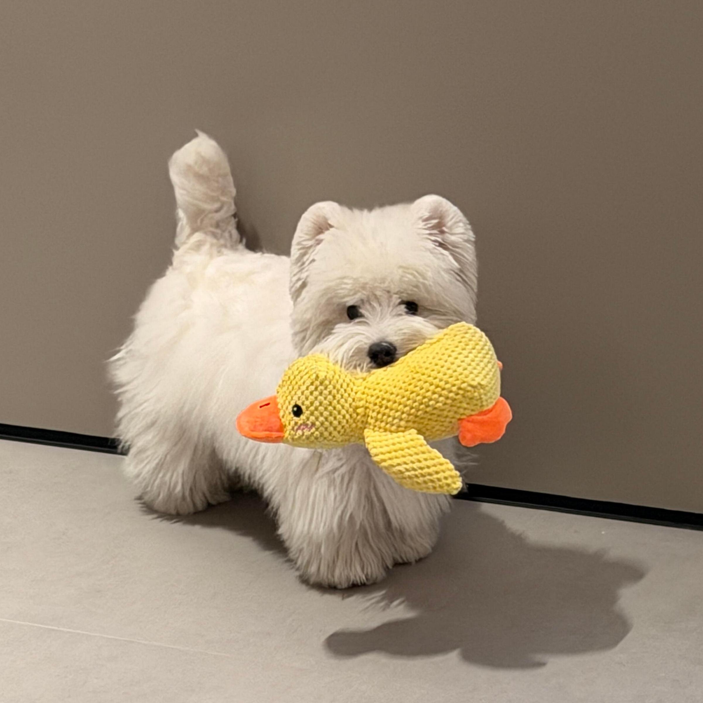 狗狗玩具耐啃咬磨牙小黄鸭发声玩具消耗体力自嗨解闷陪睡玩偶鸭子