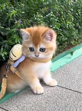 猫咪牵引绳防挣脱遛猫节狗链子