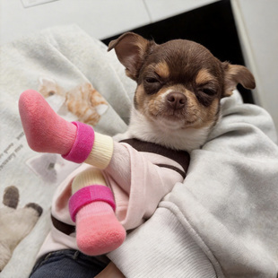 狗狗鞋防滑防水宠物鞋狗狗脚套袜软底耐磨腊肠狗雪纳瑞柯基犬鞋子