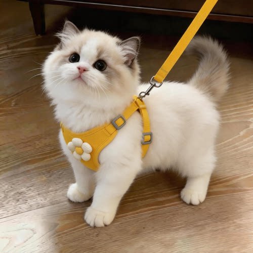 阿莫尔猫胸背牵引绳防挣脱透气