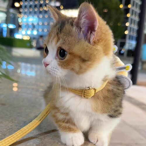 猫咪牵引绳工字式防挣脱遛猫绳子