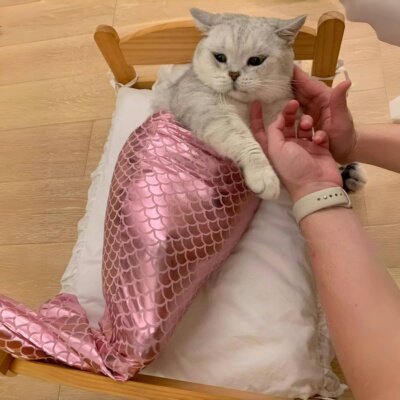 可爱猫咪美人鱼尾巴装饰配件