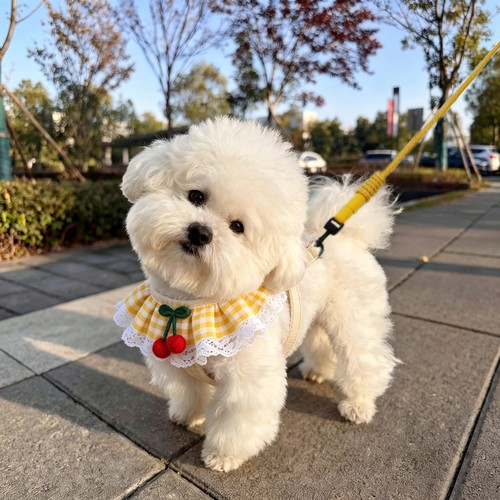 小型犬猫胸背式牵引绳