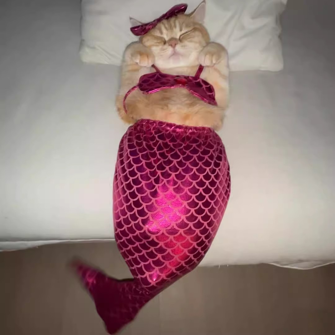 阿莫尔猫咪美人鱼变装狗狗