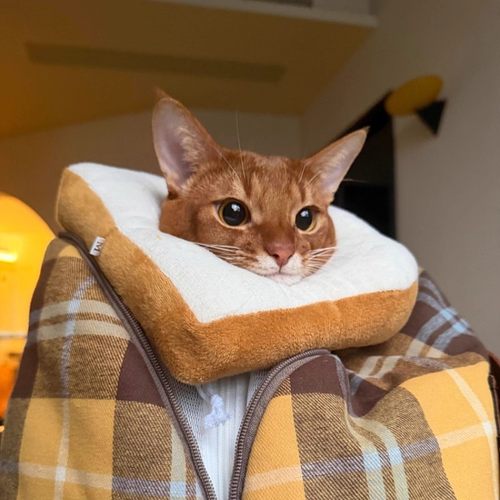 宠物伊丽莎白圈术后防舔防抓舐