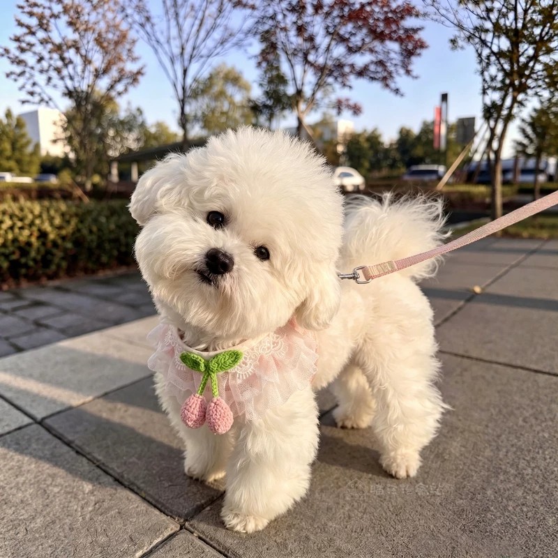 中小型犬比熊透气胸背牵引绳