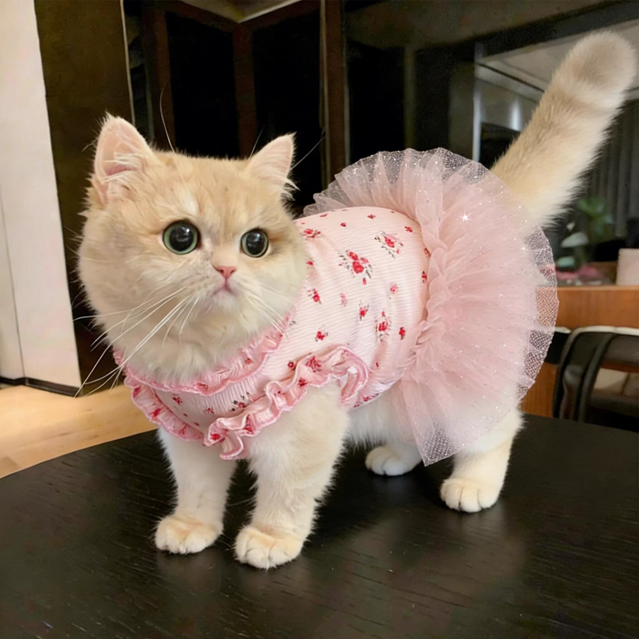宠物猫衣服猫咪春夏季公主衫小狗泰迪幼犬薄款透气防晒夏装蓬蓬裙