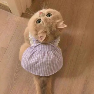 宠物猫咪衣服防掉毛薄款2026新款夏季公主风狗狗阿比西尼亚猫衣服