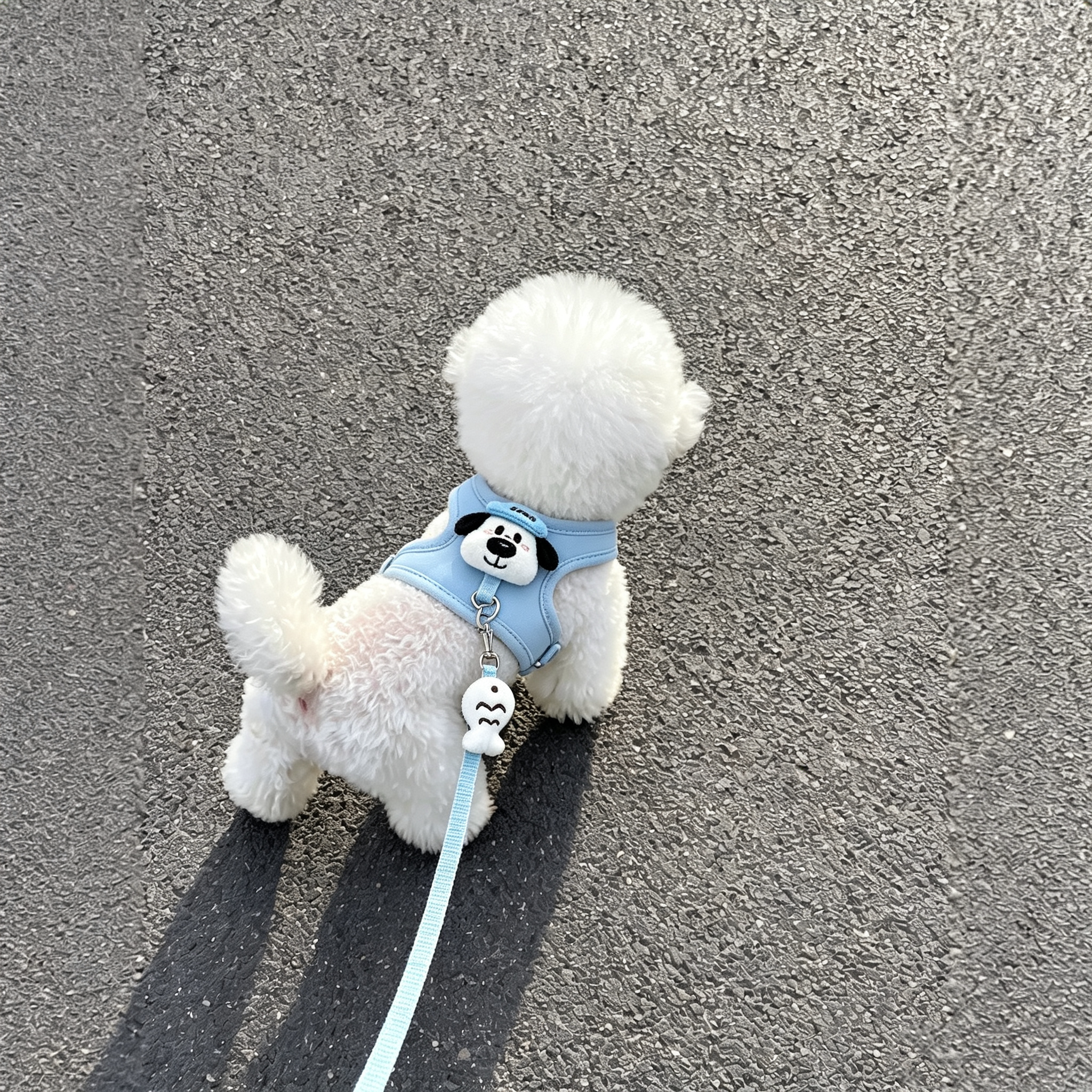 可爱小熊蓝色小型犬胸背牵引绳