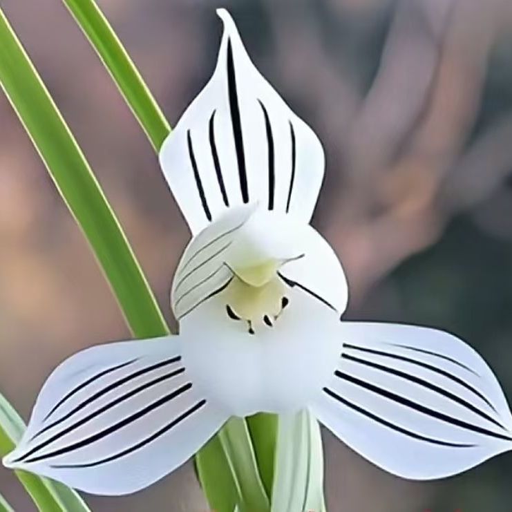 带花苞高档兰花春兰【白墨荷】浓香型室内外花卉天气越冷色泽越白