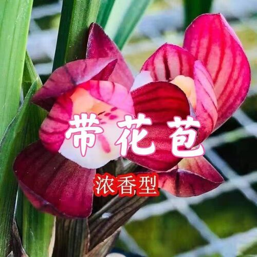 盛世红荷春兰老种带花苞浓香