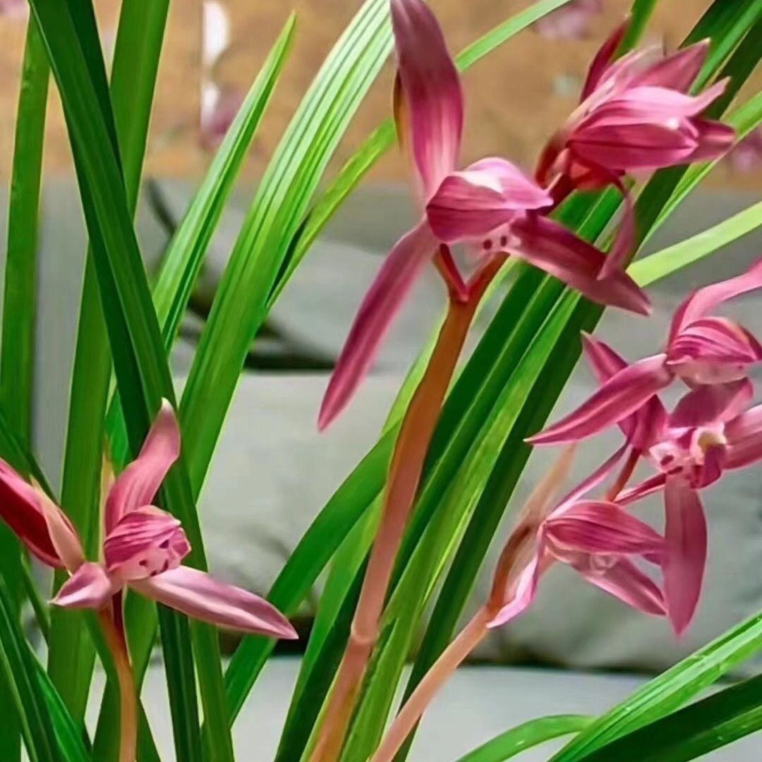带花苞国货真品色花名品【红福】浓香型兰花室内绿植花卉大全