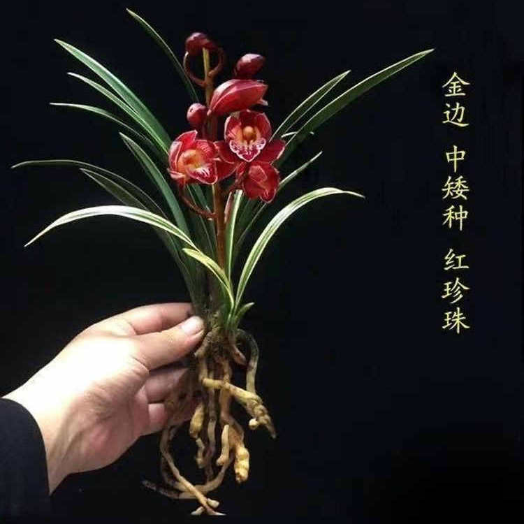 建兰矮种兰花大全【红珍珠】浓香型金边室内绿植好养盆栽