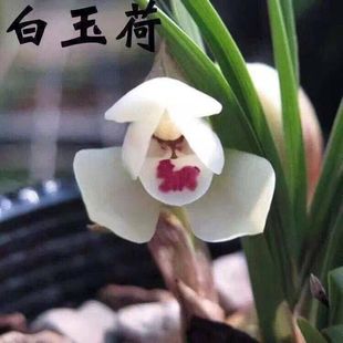 带花苞浓香型兰花新品春兰【白玉荷】名贵室内外花卉大全绿植盆栽