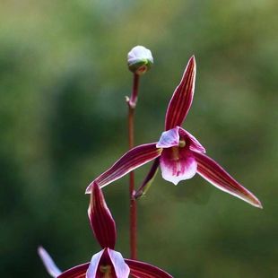 带花苞细叶寒兰【中国红】铭品浓香兰花盆栽绿植室内阳台名贵花卉