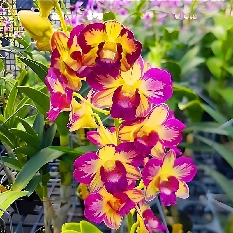泰国进口精品石斛兰花盆栽浓香洋兰花卉办公室绿植基地发货