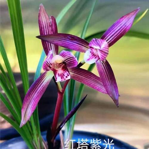 带花苞兰花苗细叶春兰【红塔紫光】花卉盆栽室内外阳台绿植