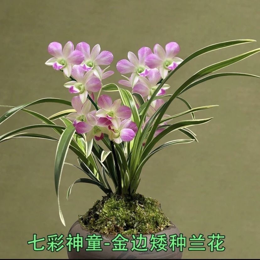 金边矮种兰花大全漂亮【七彩神童】当年开花室内外花卉大全