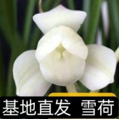 雪荷 爆款 带花苞春兰大全 阳台盆栽绿植室内外浓香型花卉
