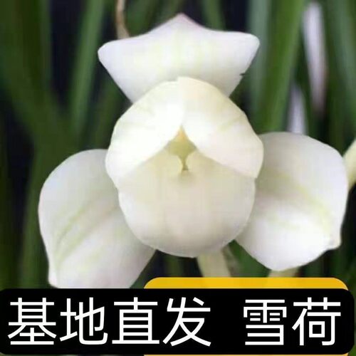 雪荷春兰矮种带花苞浓香盆栽