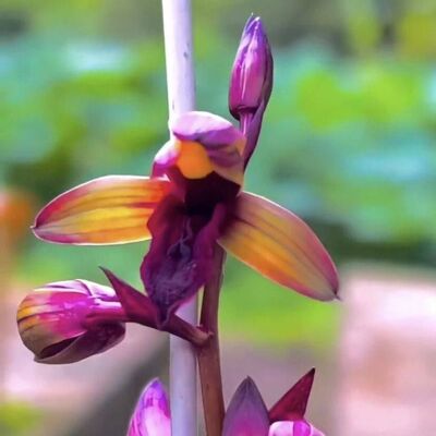 带花苞惠兰盆栽自然种植兰花苗【红奥素】室内外绿植花卉