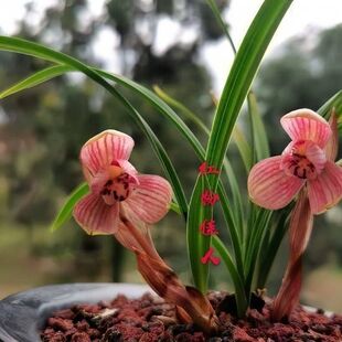 即将上花开花浓香型春兰【红粉佳人】兰花苗室内室外客厅绿植花卉
