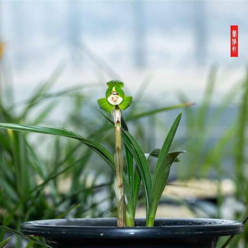 带花苞春兰盆栽色花矮种荷瓣【神荷】室内外花卉绿植物