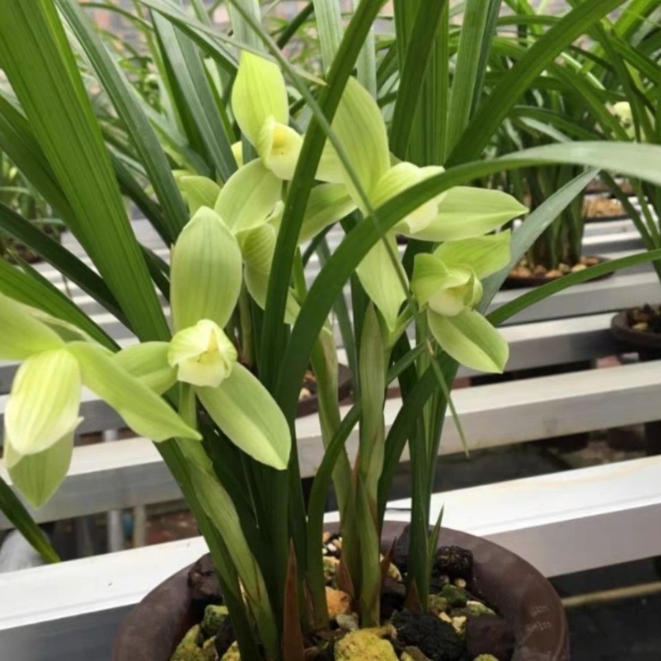 兰花大全云南引种苗【云龙素荷】浓香型阳台客厅绿植盆栽好养品种