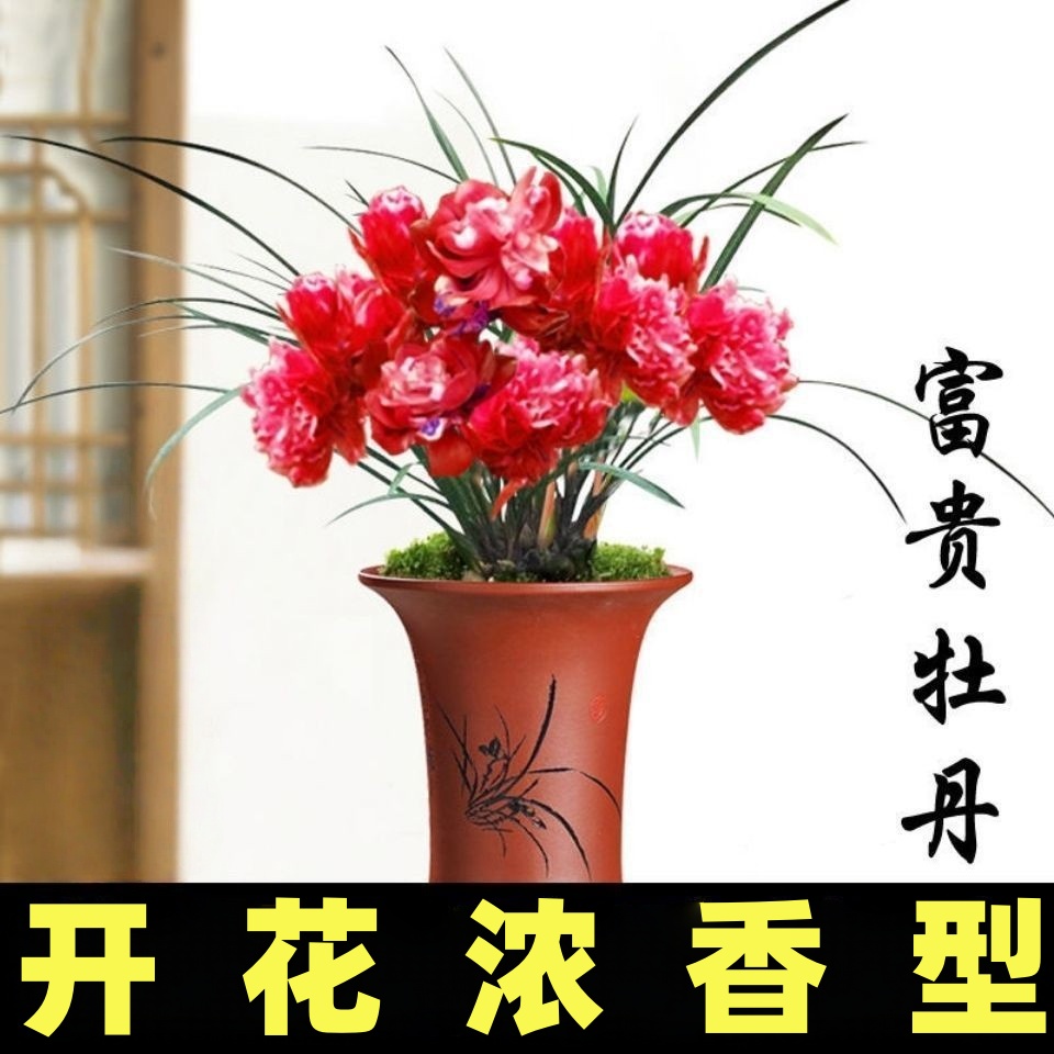 带花苞花卉大全【富贵牡丹】兰花苗名贵浓香型室内外名贵绿植盆栽
