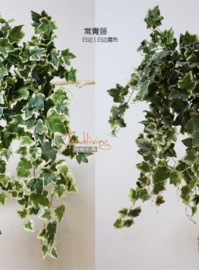 欧式仿真壁挂常春藤爬山虎网纹叶室内墙面顶洞管道V遮挡装饰绿植