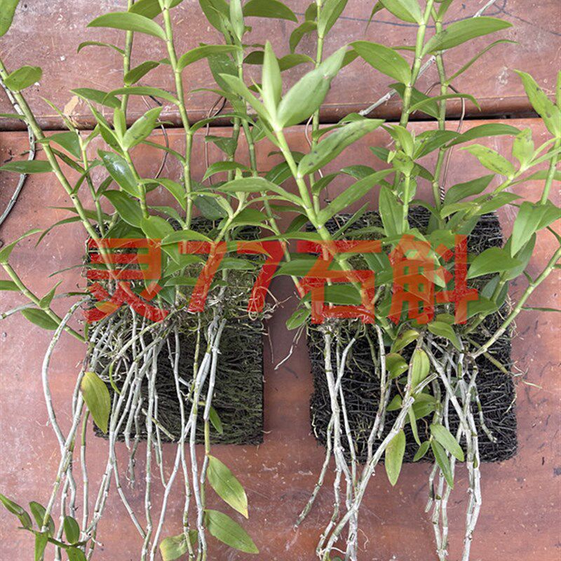 红天宫石斛 种植成活木s板一板 春夏开花 深粉色花朵 一板包邮