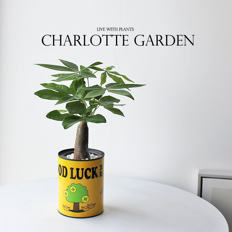 情绪植物 办公室桌面绿植 v室内盆栽 发财树金钱树富贵竹 创意礼,鲜花速递/花卉仿真/绿植园艺,绿植,淘宝优惠券,粉丝福利购,淘宝优惠卷