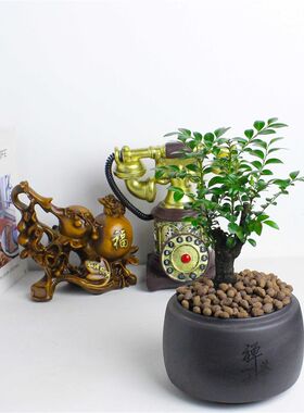 小叶紫檀青龙木帝王木绿植老x桩盆景四季好养黑骨茶净化空气带花