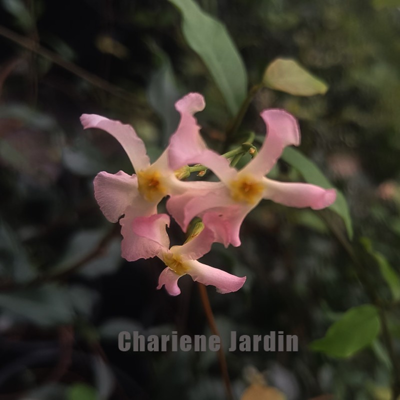 夏琳花园 粉色黄色风车茉莉盆M栽花苗 一加仑苗