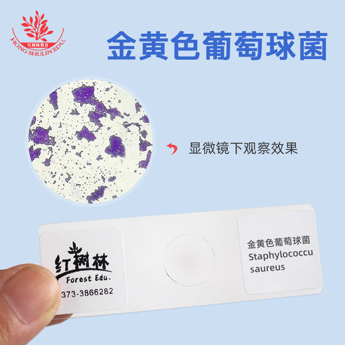 金黄色葡萄球菌革兰氏阳性菌代表结晶紫染色蓝色 微生物细菌涂片