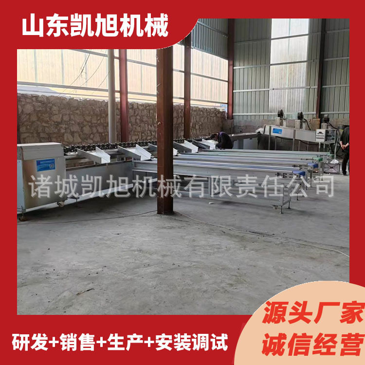 凯旭水果大小等级分拣机 柠檬无损重量分选机 全自动选果机流水线