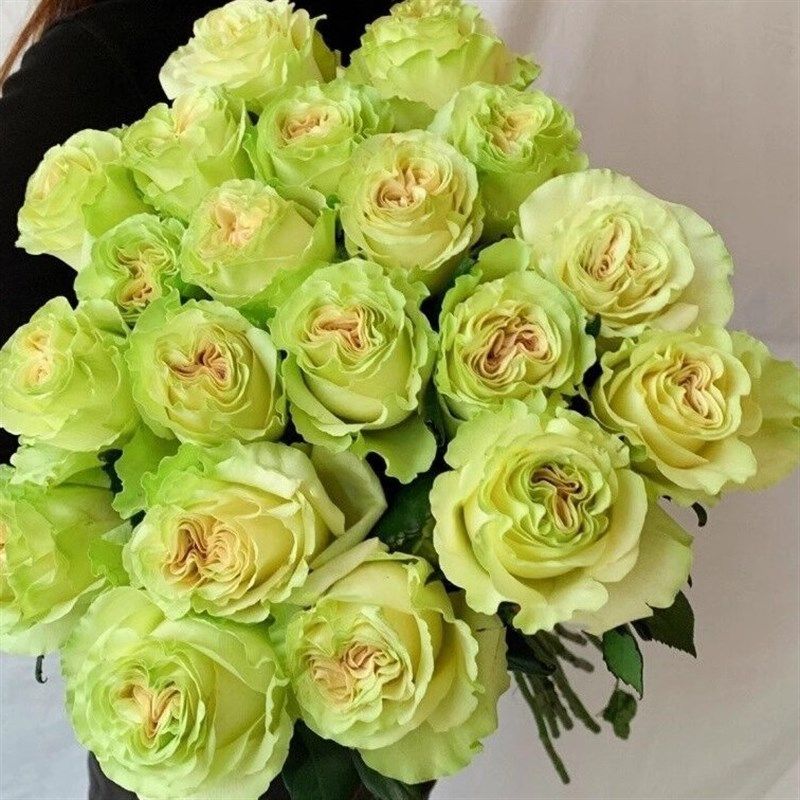 琉璃翠月季花苗开花玫瑰小苗四季盆栽花卉爬藤植物蔷薇树苗绿植,鲜花速递/花卉仿真/绿植园艺,月季/蔷薇/玫瑰,淘宝优惠券,粉丝福利购,淘宝优惠卷