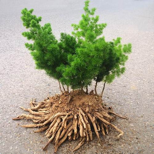 蓬莱松盆栽植物绣球松水松叶大苗办公室内花卉四季常青绿植小盆景