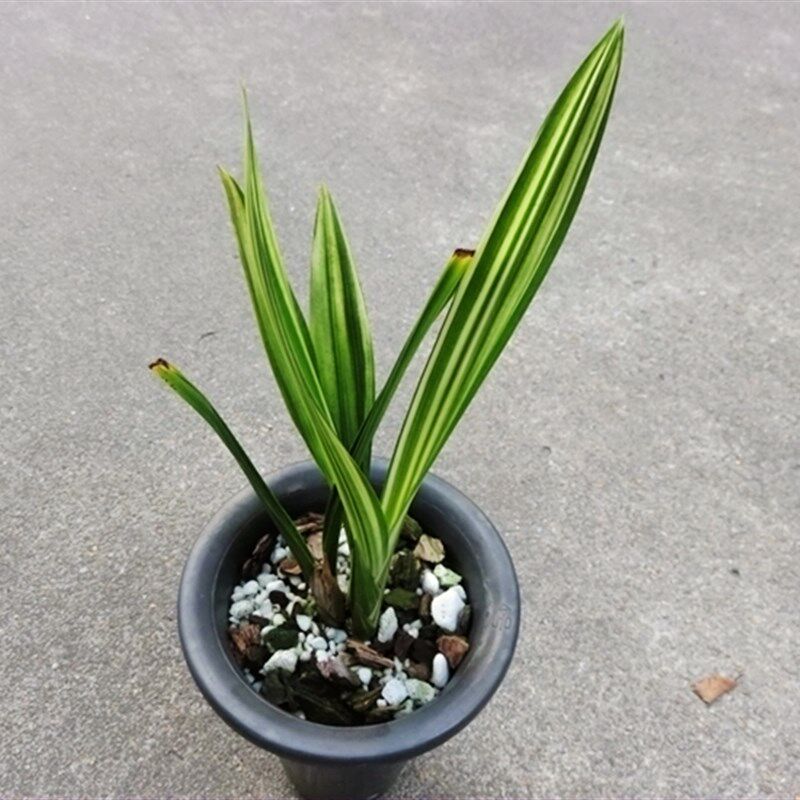 华辉兰苑实物兰花墨兰中矮种线艺红荷型-高山红酒 (此盆3头苗)