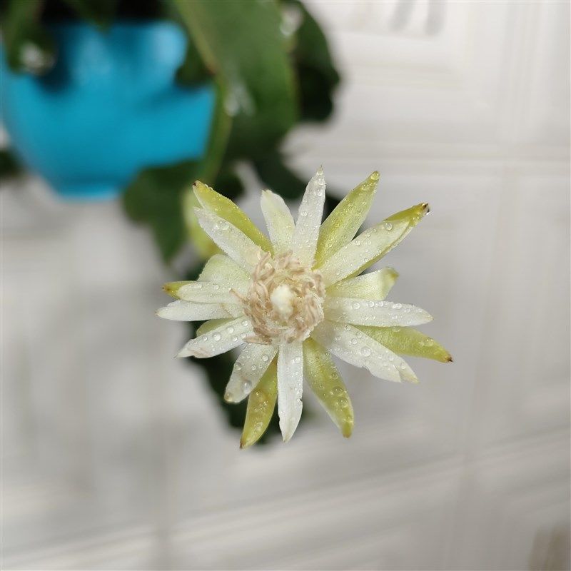 网红昙花卷叶昙花吊兰阳台绿植盆栽室内可养夏季开花含盆带土发货,鲜花速递/花卉仿真/绿植园艺,绣球/木绣球/木本植物,淘宝优惠券,粉丝福利购,淘宝优惠卷