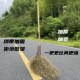 竹子大扫把环卫用金丝草铁扫帚草庭院保洁工厂棕条扫外围马路物业