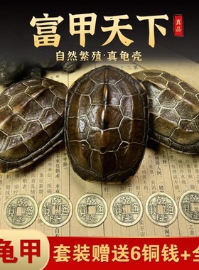 天然真龟壳乌龟壳文玩龟甲手把件爻卦摇卦工具铜钱五帝钱摆件