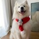 圣诞宠物围巾狗狗领巾小中大型犬萨摩耶拉布拉多节日装 饰围巾围脖