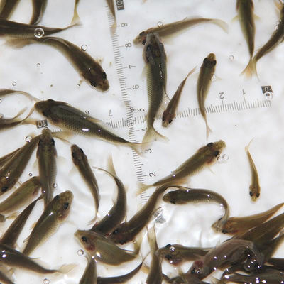 重庆渔场直发禾花乌鲤苗禾花鱼鲤鱼苗淡水养殖食用稻田鱼荷花鲤