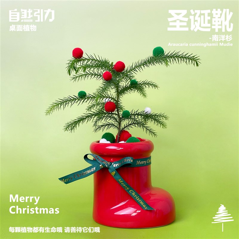 自然引力-圣诞靴南洋杉圣诞节礼物办公室桌面绿植摆件送人礼品