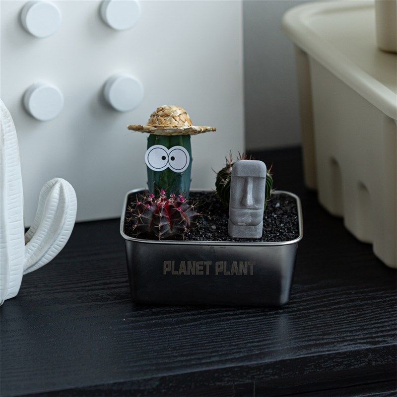 沙漠便当仙人掌盆栽办公室桌面植物创意礼品多肉植物组合盆栽新款,鲜花速递/花卉仿真/绿植园艺,多肉植物,淘宝优惠券,粉丝福利购,淘宝优惠卷