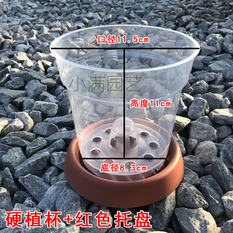 现货.5寸透明育苗杯蝴蝶兰控根盆透气塑料硬植杯洋兰石斛沥水罩花