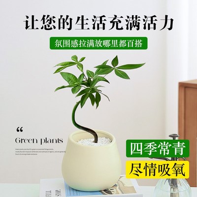 北欧奶油风桌面工位发财树绿植盆栽办公室内四季T好养花卉盆景摆